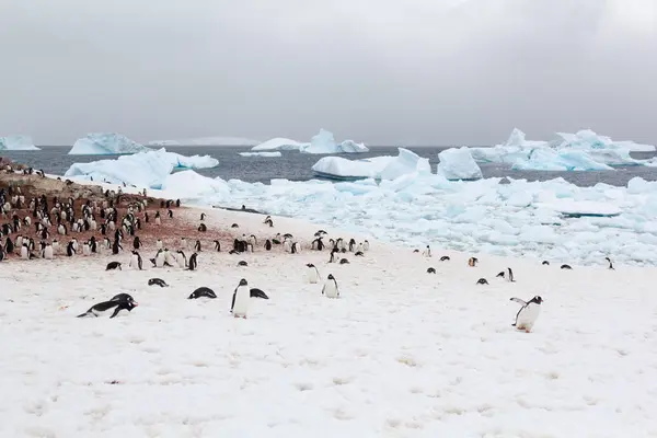 Ijsbergen Grote Kudde Pinguins Misleiding Eiland Antarctica — Stockfoto