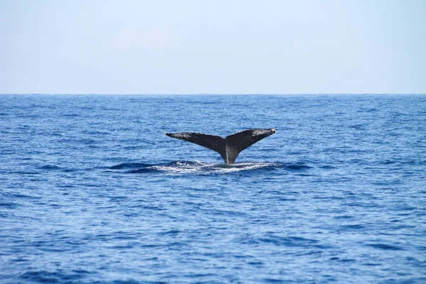Поток Китов Море Кайлуа Кона Гавайи Сша — стоковое фото