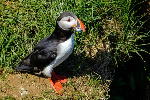 Oiseau Gonflant Avec Des Poissons Capturés Dans Bec — Photo