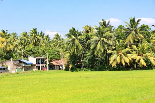 Sri Lanka Província Sul Tissamaharama Campo Arroz Sri Lanka Perto — Fotografia de Stock