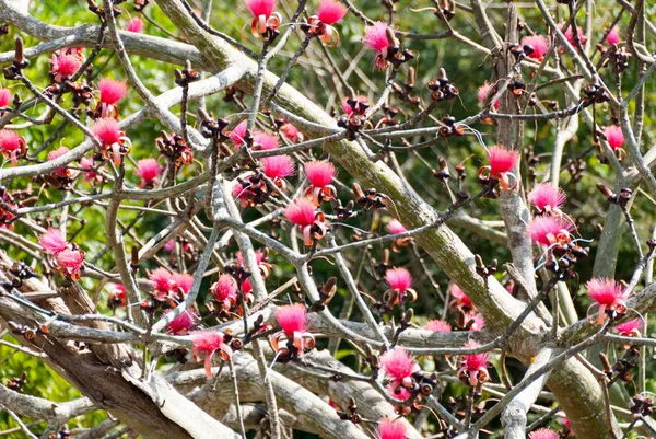 Бавовняне Дерево Bombacaceae Псевдобомбакс Еліптичний Рожевими Квітами Голих Гілках — стокове фото
