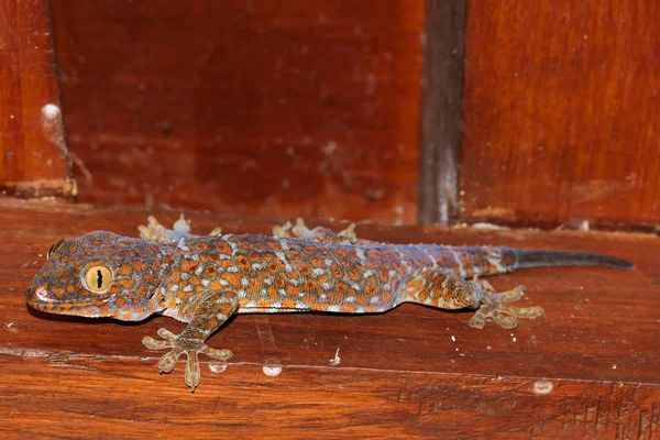 Indonezja Java Tengah Magelang Gecko — Zdjęcie stockowe