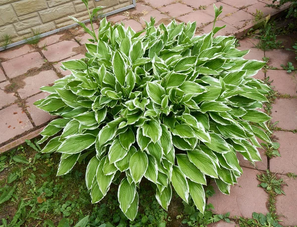 Hosta Part Avec Des Gouttes Eau Après Pluie — Photo