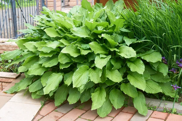 Folhas Hosta Com Gotas Água Após Chuva — Fotografia de Stock