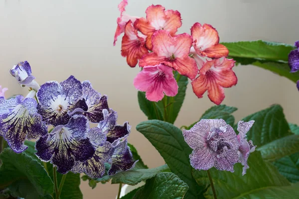 Flores Estreptocarpo Crescem Vaso Casa — Fotografia de Stock