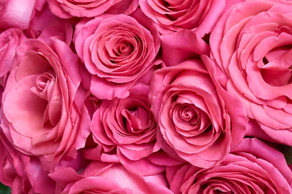 Bunch Pink Roses Beautiful Floral Background — Stock Photo, Image