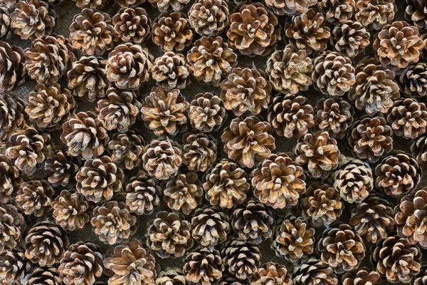 Many Conifer Cones Set Background — Stock Photo, Image