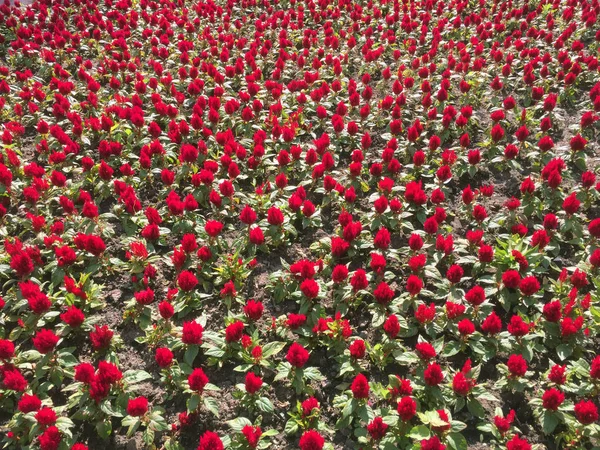 Veel Rode Bloemen Bloeien Bloem Bed Als Achtergrond — Stockfoto