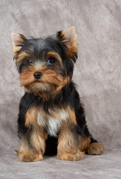 Adorable Cute Puppy Yorkshire Terrier Sits Textile Background — Stock Photo, Image