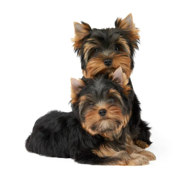 Two Cute Puppies Yorkshire Terrier Isolated White — Stock Photo, Image