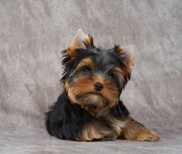 Adorable Cute Puppy Yorkshire Terrier Lies Textile Background — Stock Photo, Image