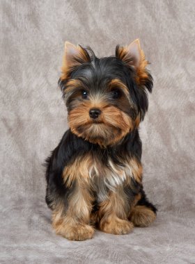 Çok güzel ve sevimli köpek yavrusu Yorkshire Terrier Tekstil zemin üzerine oturur