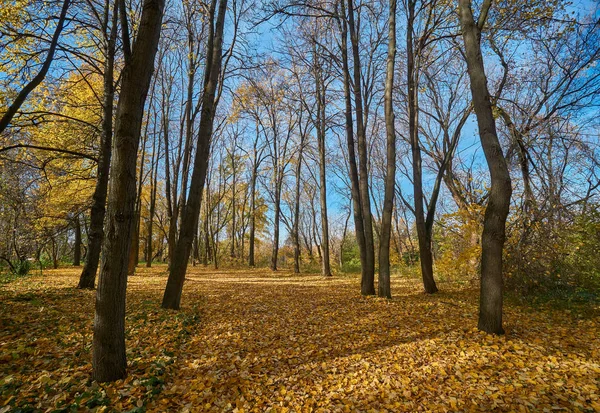 Hermoso Otoño Parque Moscú Distrito Sviblovo —  Fotos de Stock