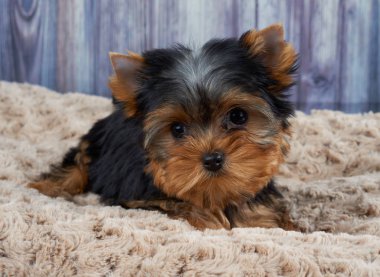 Bej evde beslenen hayvan yatak üzerinde Yorkshire Terrier köpek yavrusu