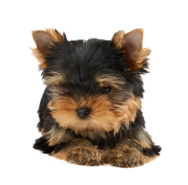 Filhote Cachorro Bonito Yorkshire Terrier Fundo Branco Isolado — Fotografia de Stock