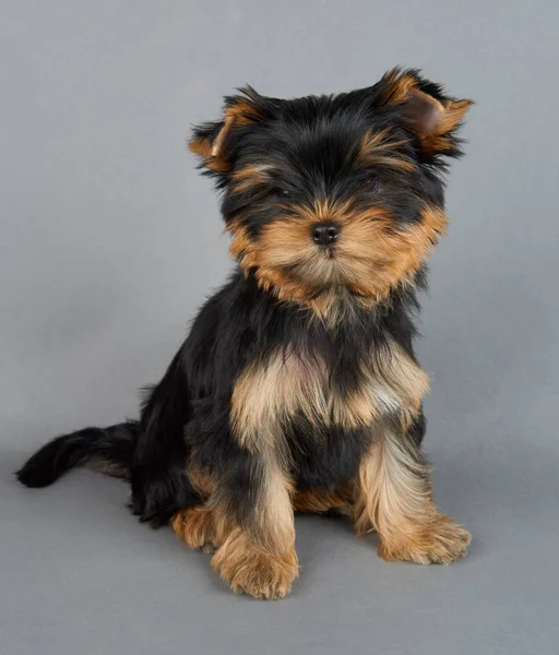 One Cute Puppy Yorkshire Terrier Gray Background — Stock Photo, Image