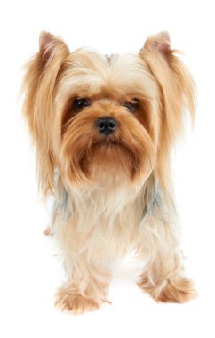 Bir sevimli Yorkshire Terrier kameraya izole beyaz arka plan üzerinde görünüyor.