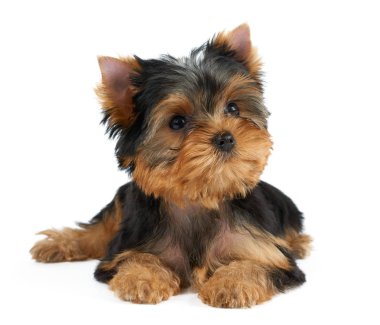 Yorkshire Terrier izole beyaz zemin üzerinde bir şirin köpek yavrusu