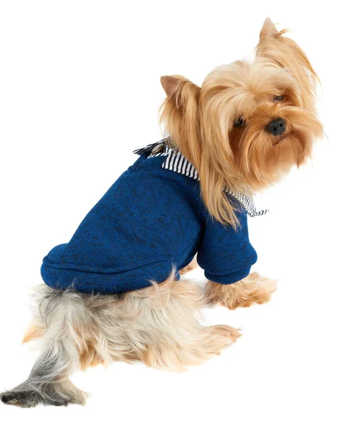 One Yorkshire Terrier Pet Jacket Isolated White — Stock Photo, Image