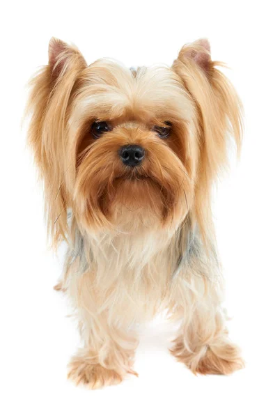 One Cute Yorkshire Terrier Looks Camera Isolated White Background — Stock Photo, Image