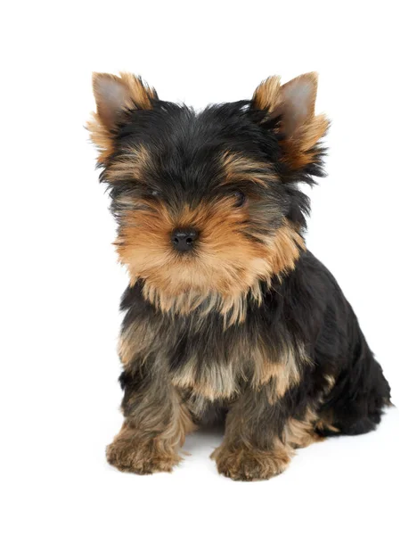 Filhote Cachorro Bonito Yorkshire Terrier Senta Fundo Branco Isolado — Fotografia de Stock