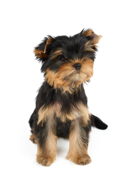 One Cute Puppy Yorkshire Terrier Sits Isolated White Background — Stock Photo, Image