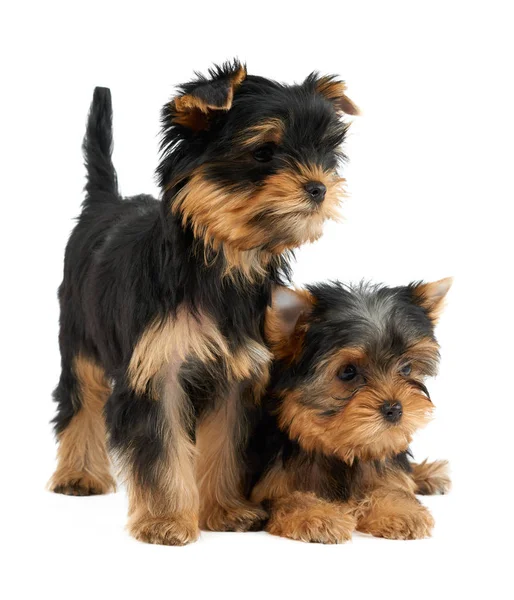 Two Cute Puppies Yorkshire Terrier Isolated White — Stock Photo, Image