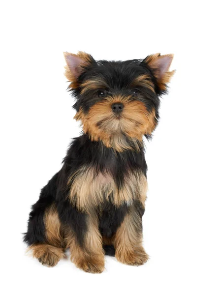 Filhote Cachorro Bonito Yorkshire Terrier Senta Fundo Branco Isolado — Fotografia de Stock