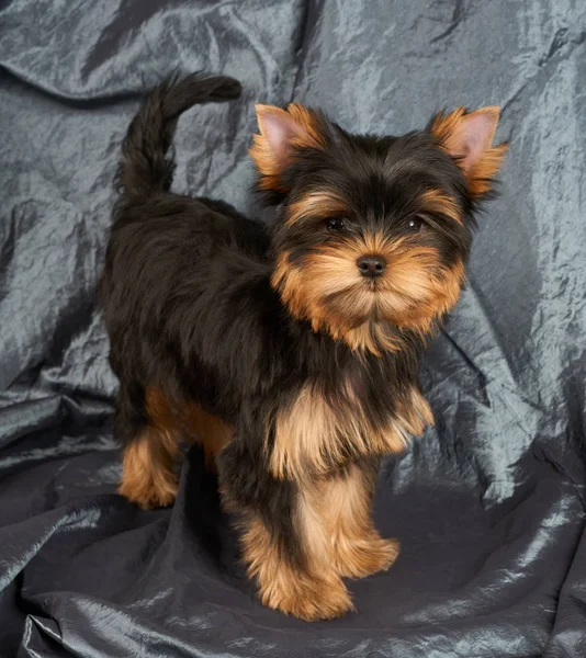 One Cute Puppy Yorkshire Terrier Stands Gray Glittering Background — Zdjęcie stockowe