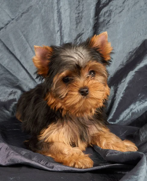 Ein Niedlicher Welpe Des Yorkshire Terriers Auf Grau Glitzerndem Hintergrund — Stockfoto