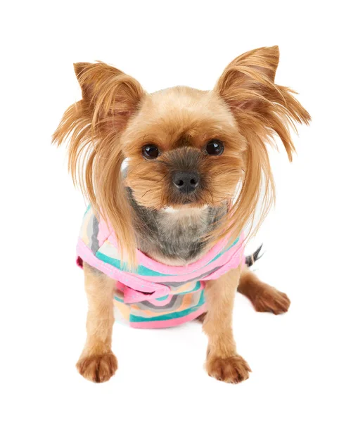 One Cute Yorkshire Terrier Colorful Pet Suit Isolated White — Stock Photo, Image