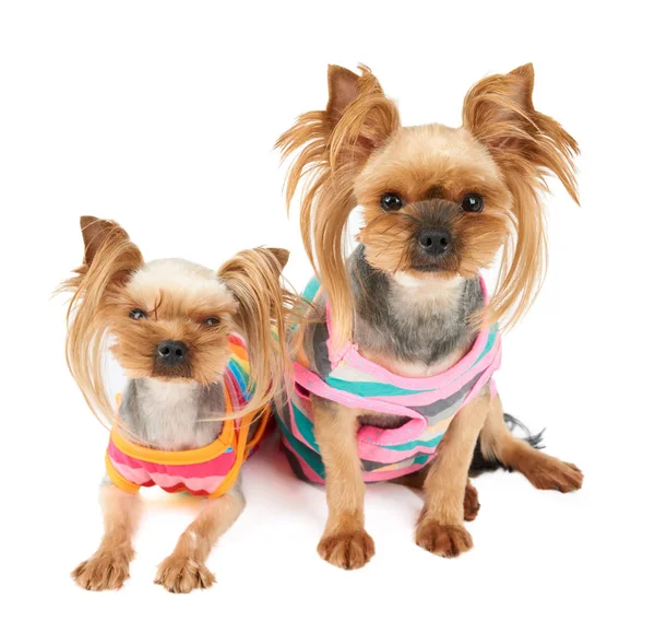 Two Yorkshire Terriers Colorful Pet Suits Isolated White — Stock Photo, Image