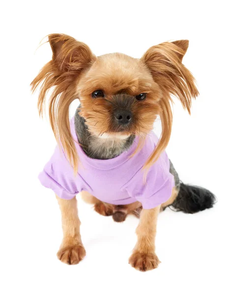 One Cute Yorkshire Terrier Pink Pet Suit Isolated White — Stock Photo, Image