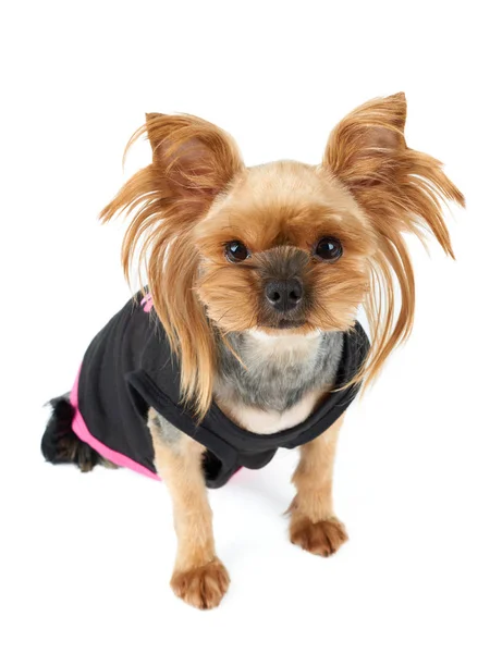 Ein Niedlicher Yorkshire Terrier Schwarzen Haustieranzug Isoliert Auf Weiß — Stockfoto