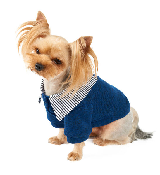 One Yorkshire Terrier in blue pet jacket isolated on white