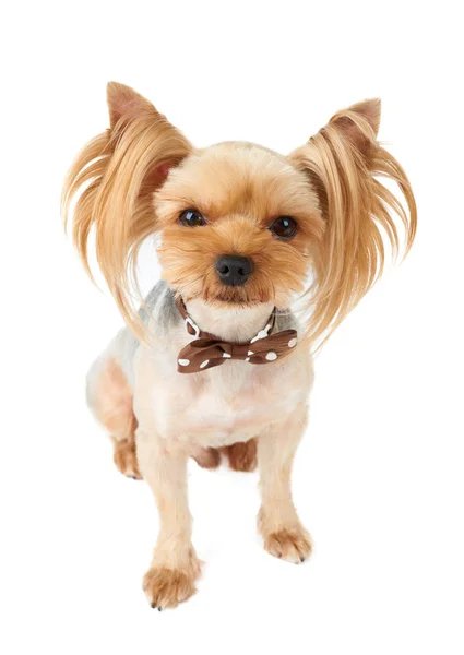 One Cute Yorkshire Terrier Pet Butterfly Isolated White — Stock Photo, Image