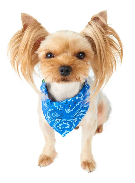 One Cute Yorkshire Terrier Blue Tie Isolated White — Stock Photo, Image