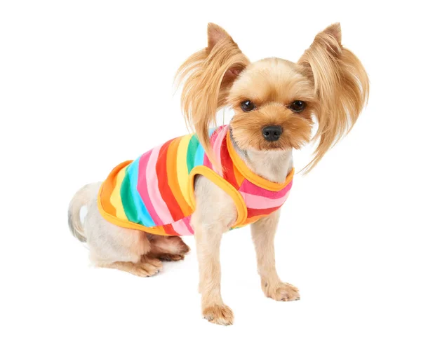 One Cute Yorkshire Terrier Colourful Pet Suit Isolated White — Stock Photo, Image