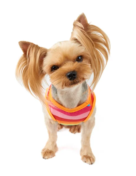 One Cute Yorkshire Terrier Colorul Pet Suit Isolated White — Stock Photo, Image