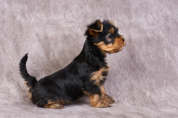 Adorable cachorro sobre fondo textil —  Fotos de Stock