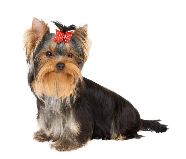 Puppy with red hair bow — Stock Photo, Image