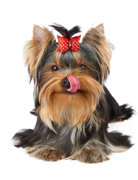 Léchage Yorkshire Terrier — Photo