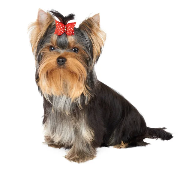 Puppy with red hair bow — Stock Photo, Image
