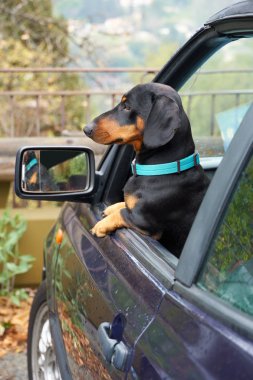 Köpek arabada.