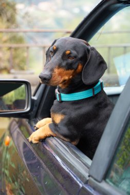 Köpek arabada.