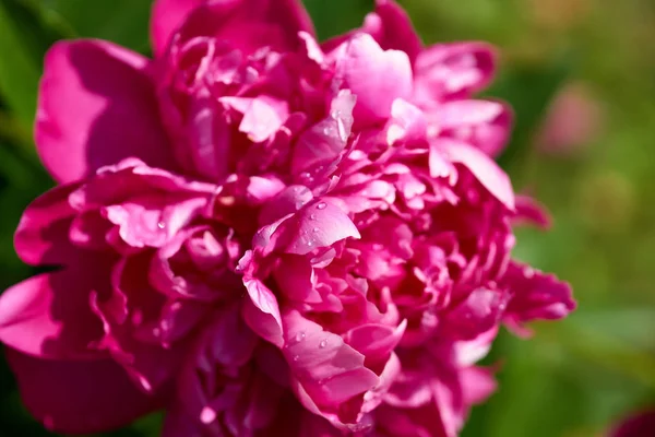 Een rode peony — Stockfoto