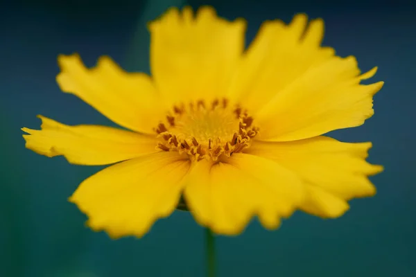 Jedna květina Coreopsis — Stock fotografie