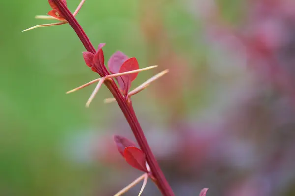 Roze Berberis twig — Stockfoto