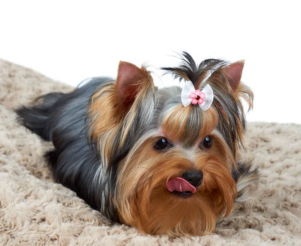 Lizanie yorkshire terrier — Zdjęcie stockowe