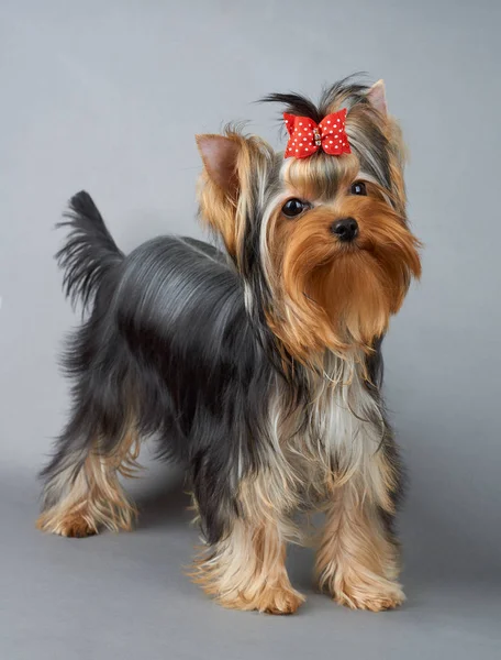 Yorkshire Terrier on gray background — Stock Photo, Image